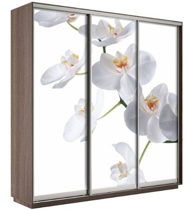 Шкаф 3-х створчатый Экспресс 1800х600х2200, Орхидея бела/шимо темный в Шадринске - изображение